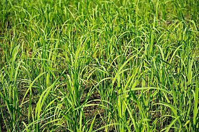 城市天际线2房租太高怎么解决？城市天际线2房屋租金太高解决方法